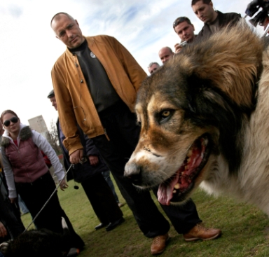 Премиерът поръчал българско куче за Белия дом