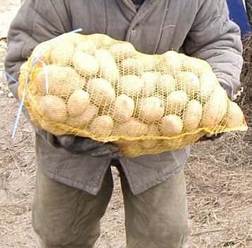 Румънци внасяли огромни количества български картофи