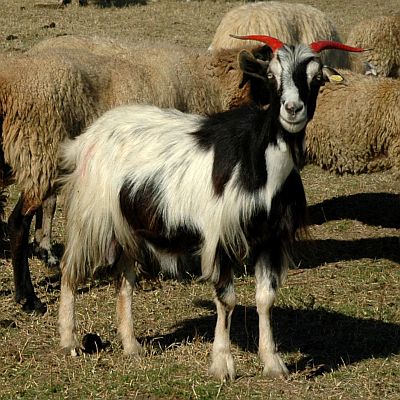 Български витороги кози красят немски паркове