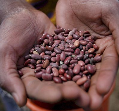 Кенийски фермер държи зърна боб от събраната реколта