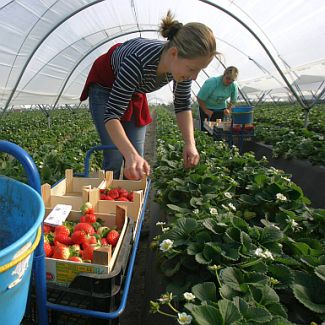 Шотландски фермер държал берачите на ягоди при неприемливи условия