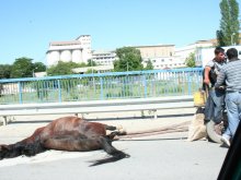 Умрял кон затрудни движението на надлез “Родопи“