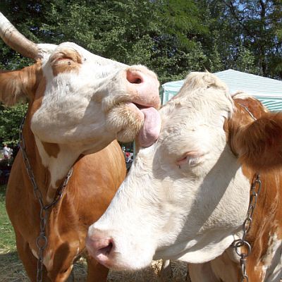 Ток от тор правят в Цалапица