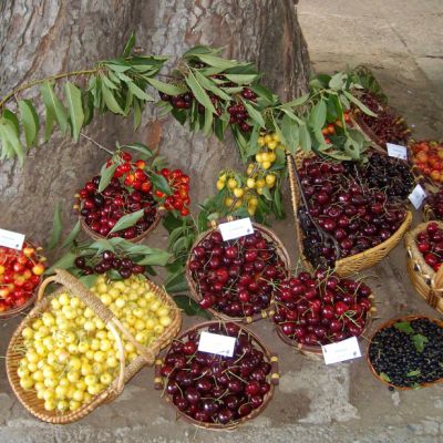 Недостигат плодовете и зеленчуците в България