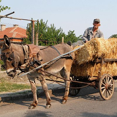 Магарешки каручки се разминават с колите на селските кметове в община Опака