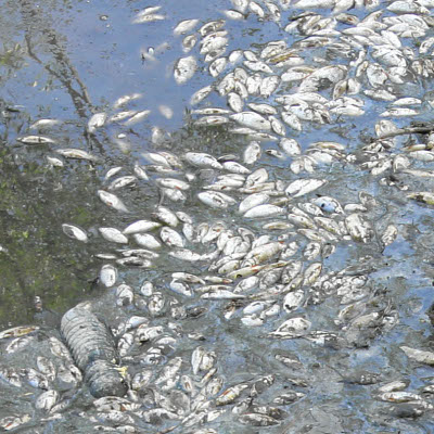 Желязо умъртвило рибата в река Струма