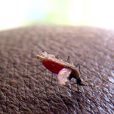 Комари от Гърция носят смъртоносна болест