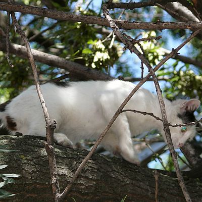 Повече от час пожарникари сваляха котка, качила се на дърво в парка на пл.“Оборище“ в Шумен