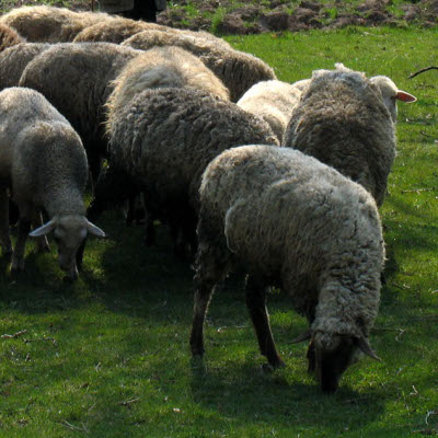 Овчият ”циклон” е гледан над 840 000 пъти за ден и половина