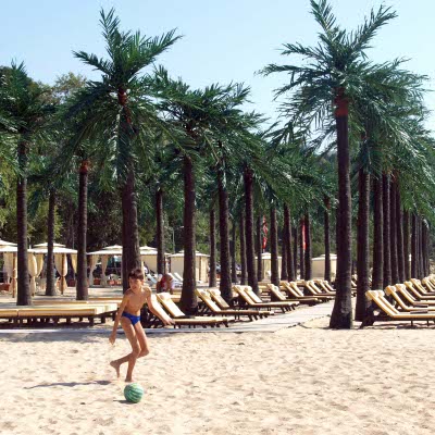 Варна слага още 65 палми в града