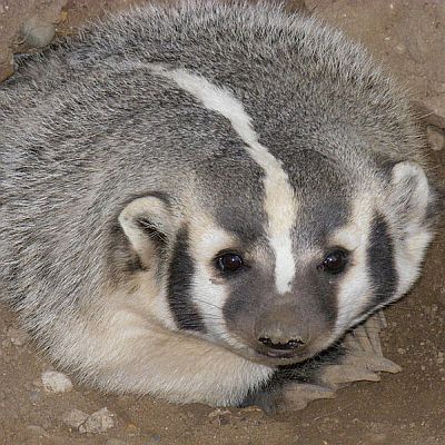 Разгонени язовци вдигнаха на крак полицията