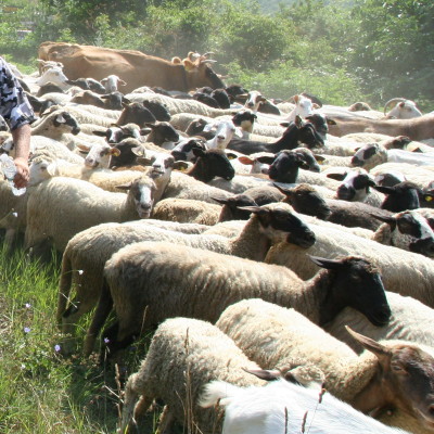 ГЕРБ дари 10 000 лева на фермер, чиито овце бяха изядени от вълци