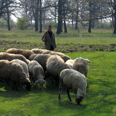 Британец стана пастир в стражишко село