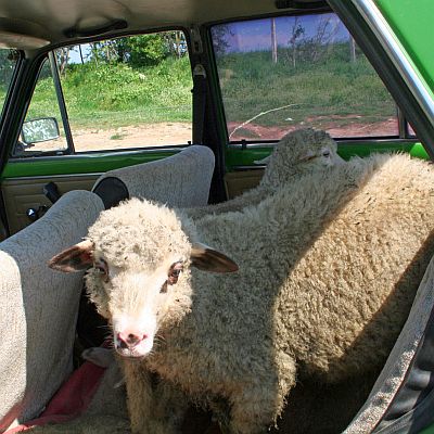 В село Брестовене през миналата седмица са умрели пет овце в едно стадо