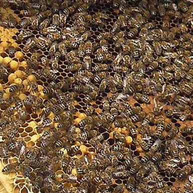Агресивността на пчелите тази пролет е необяснима и за лекарите
