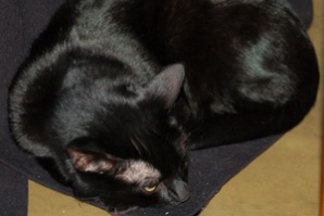 Котка пропътува 13 км. на покрива на кола