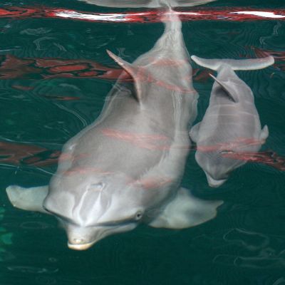 Делфините са обучавани и по програма за нападение над подводни диверсанти