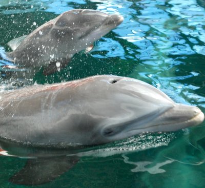 В Черно море се срещат видовете обикновен делфин, афала и муткур