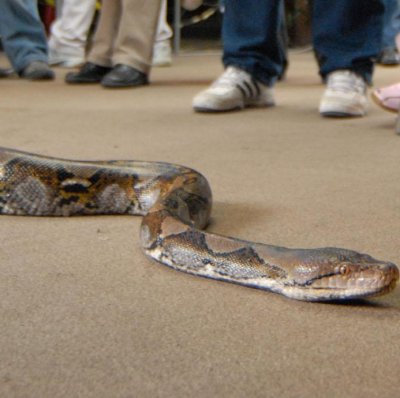 Учени изясниха защо змиите са толкова дълги