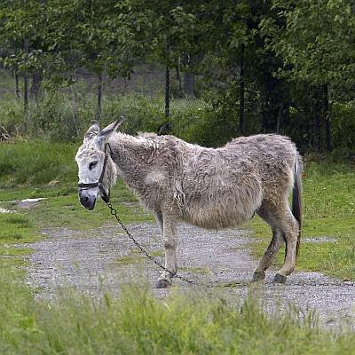 В Богота дават нова кола за магаре