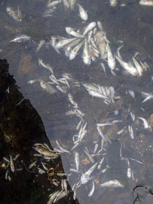 Екологична катастрофа в Петричко, изплуваха мъртви риби от Македония