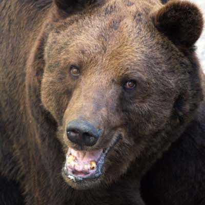 БНТ в 100 секунди: Искат да изселят мечките в Смолянско