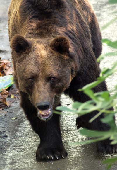 Зоопаркът в Добрич притежава най-съвременните местообитания за кафяви мечки