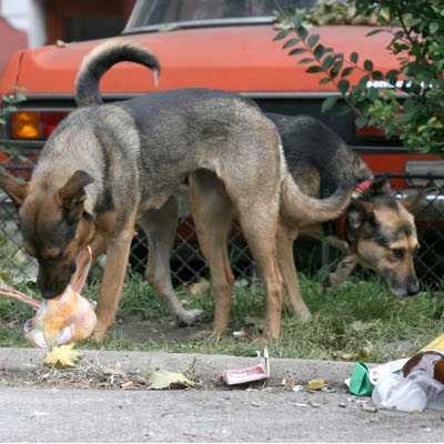 4900 бездомни кучета са изловени за година