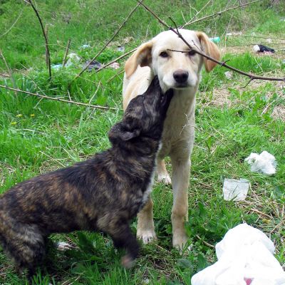 Продължава изхвърлянето на кучета в кашони в София, каза Петър Киров