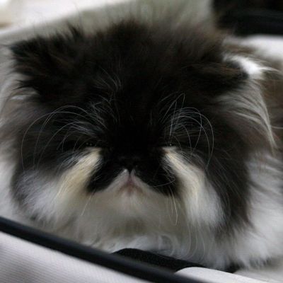 Котешко дефиле