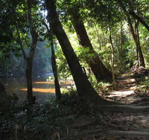 Растителна гъба е източник на дизел