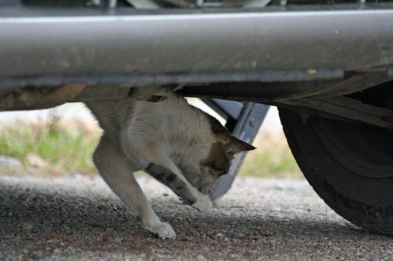 Котка пропътува 10 километра в... двигател