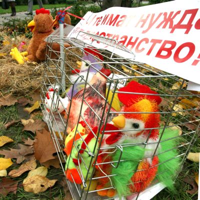 Искаме си яйцата от свободни кокошки