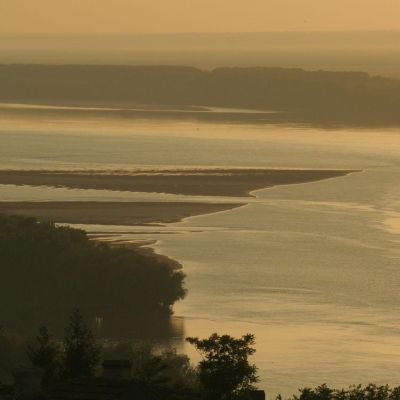 Китайският поспаланко вече обитава и река Дунав