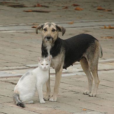 Пловдив започва борба срещу бездомните котки