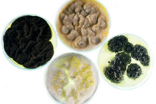 Откриха гъба, синтезираща нафта