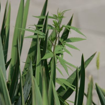 Спипаха нашенци в плантация с марихуана в Холандия
