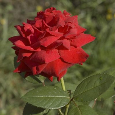 От засадените цветя най-много са червените рози