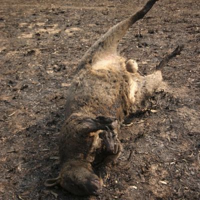 1 млн. животни загинаха при пожарите в Австралия