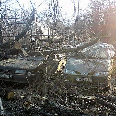 Топола рухна и размаза 9 коли в софийски парк