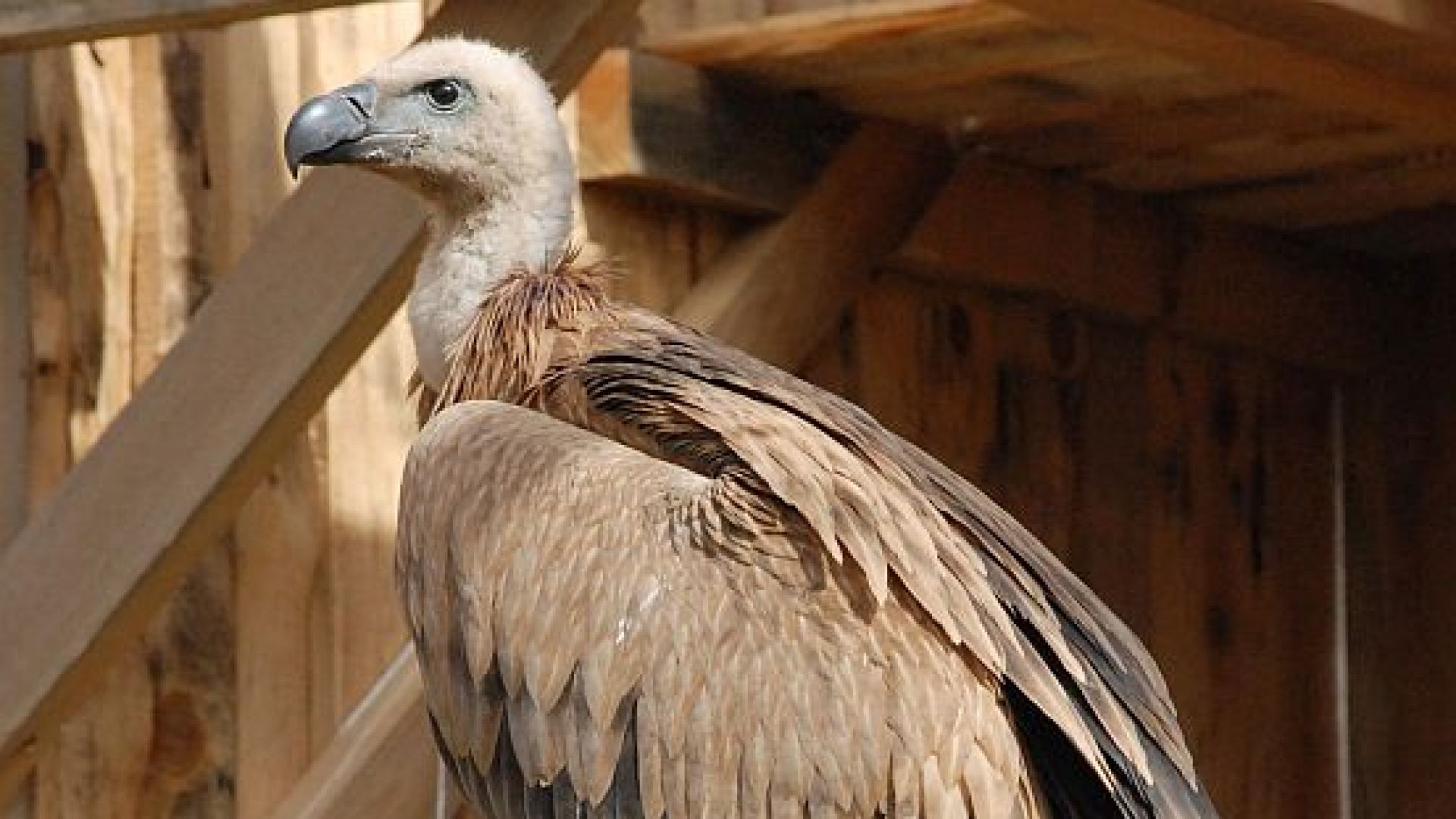 Разследва се сигнал за отровени белоглави лешояди и скален орел