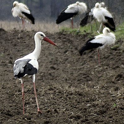 Създадоха мобилно приложение за птици