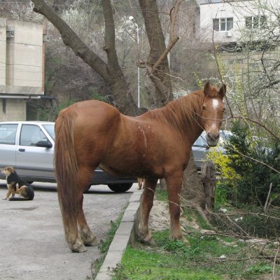 Глоби ще плащат и собствениците на селскостопански животни, които пасат в паркове и градини и други озелени площи