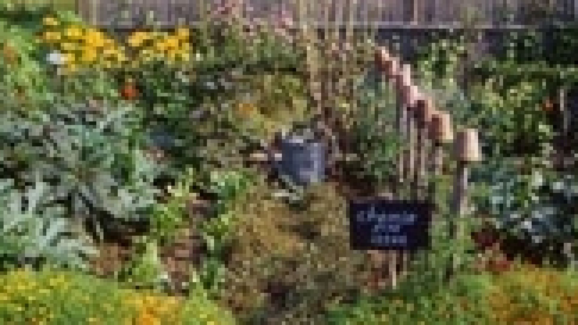 Близо 32 от работниците в ирландските ферми са българи Това