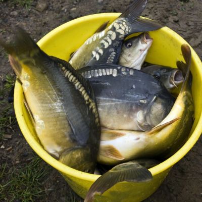 Шаранът закова на 6 лв. за Никулден