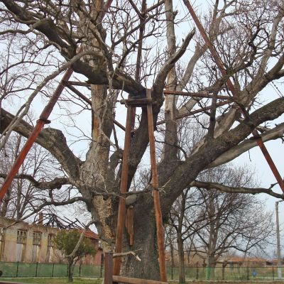 Най-старото дърво в България е от вида летен дъб и се намира в с. Гранит, Старозагорско