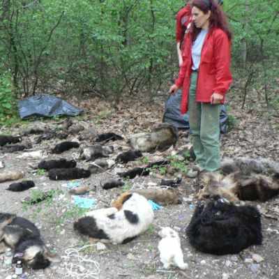 Масова смърт на животни до стадион ”Славия”
