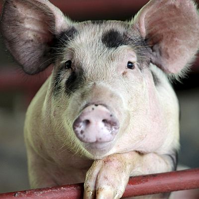 Хуманното отношение към свинете включва осигуряване на по-голяма площ за всяко от животните във фермата