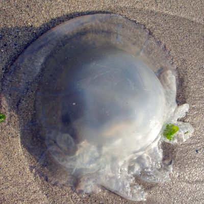Не подценявайте допира с медузите, особено ако засегнат очите