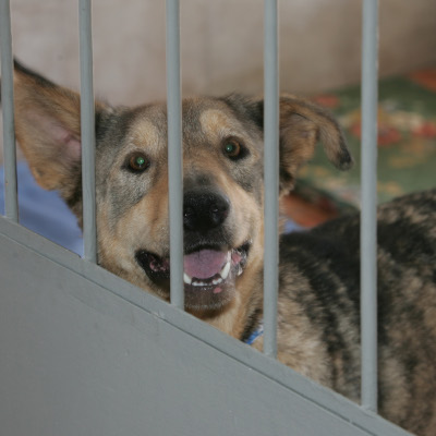 Новият приют за безпризорни кучета в Горни Богров